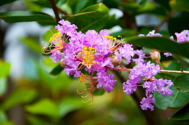 夏咲く紫色の花美しいサルスベリ