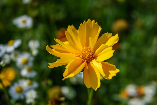 Summer blooming yellow flower