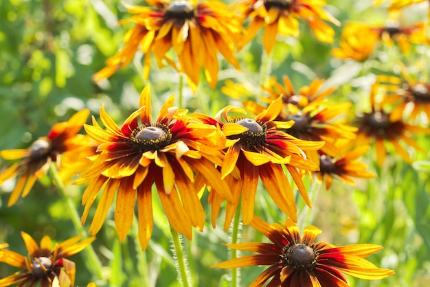 여름 개화 노란색 rudbeckia 검은 눈 수잔