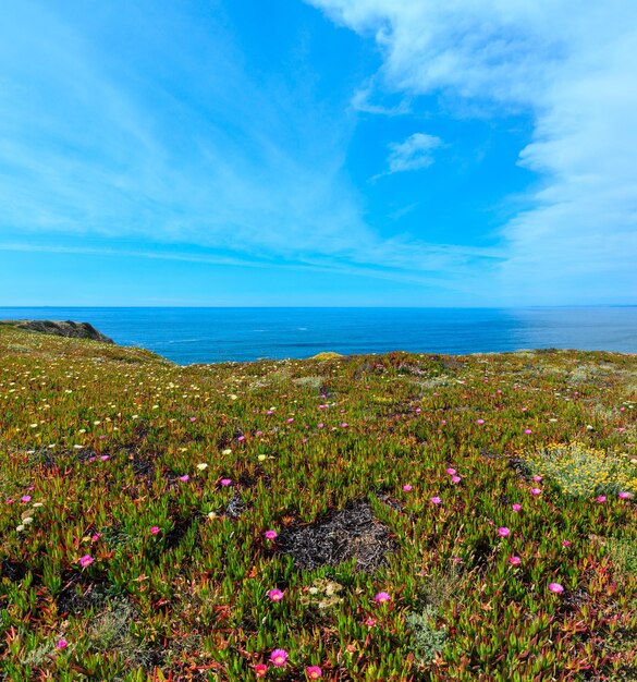 여름 꽃이 만발한 대서양 해안 풍경(케이프 Ponta Da Arrifana, Aljezur, Algarve, Portugal).