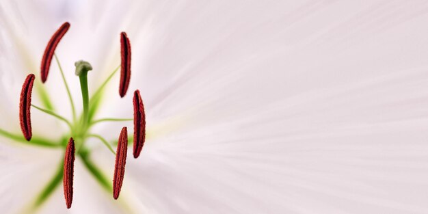 I delicati petali sboccianti estivi di giglio, i gigli in fiore rosa bianchi fioriscono come sfondo naturale, la carta floreale morbida. banner e copia spazio.