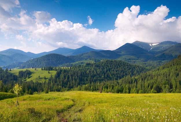 Summer blossoming green mountainside