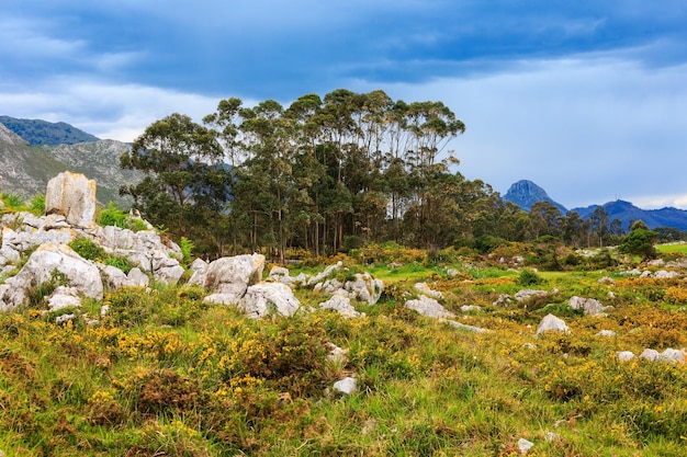 Collina sbocciante di estate con i cespugli, le pietre e gli alberi gialli (vicino a camango, asturie, spagna).