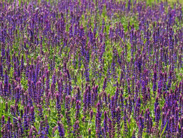 メドウ クラリまたはメドウ セージの背景として知られている野生の紫色のサルビアの花が咲く夏