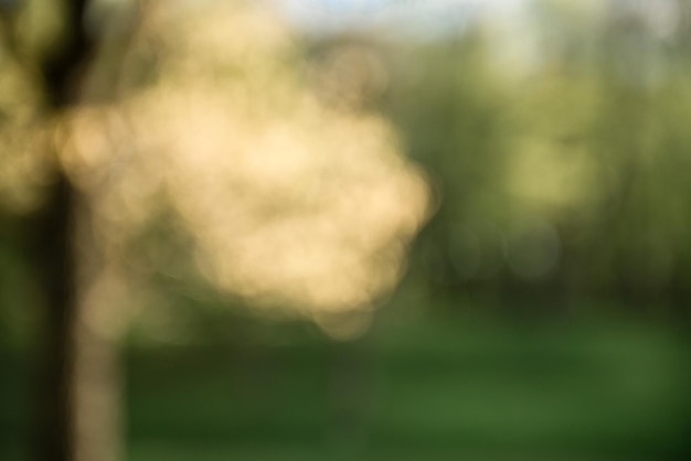 Summer blurred background trees in the park