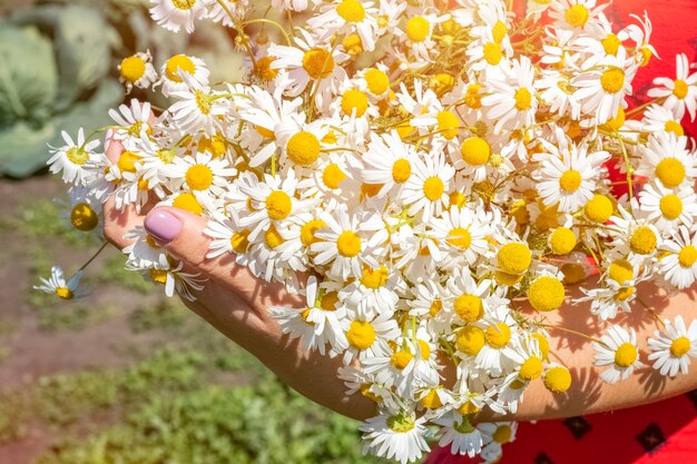 Summer bouquet of field daisies in the hands of a young girl in a red dress