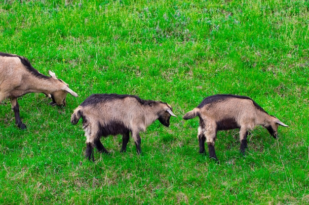 In the summer, a bright sunny day, a family of goats grazing in the meadow