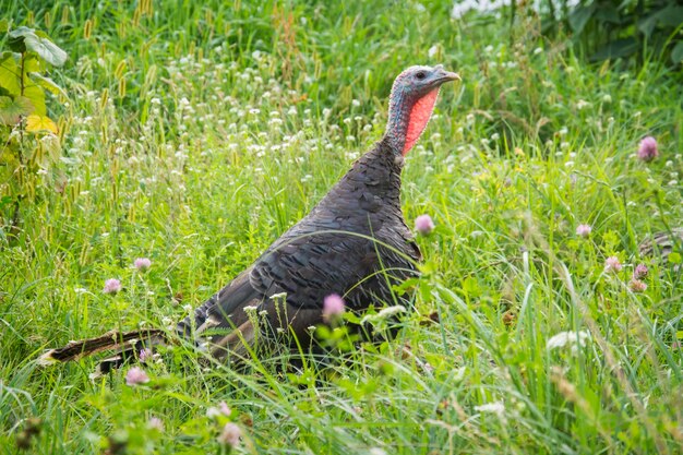 夏の明るい晴れた日に、七面鳥が庭の草の中にいます