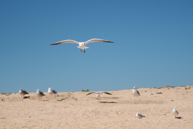 In summer bright white Ukrainian gulls fly on the seashore