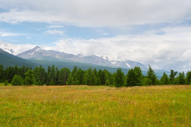 Summer cedar green forest in front of the foggy mountains Mountain alpine woodland Atmospheric green forest landscape