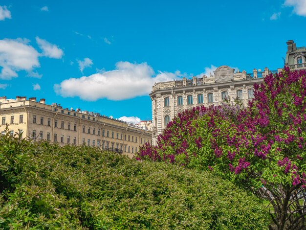 Summer city landscape with blooming trees