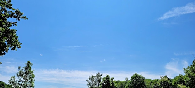 夏の澄んだ青い空の周りの緑の木の枝