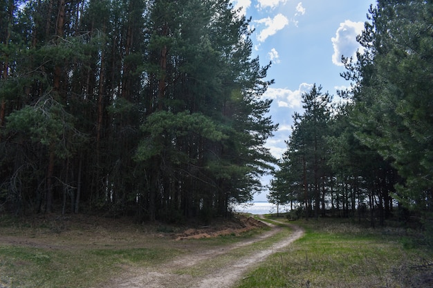 Summer coast of the Volga River