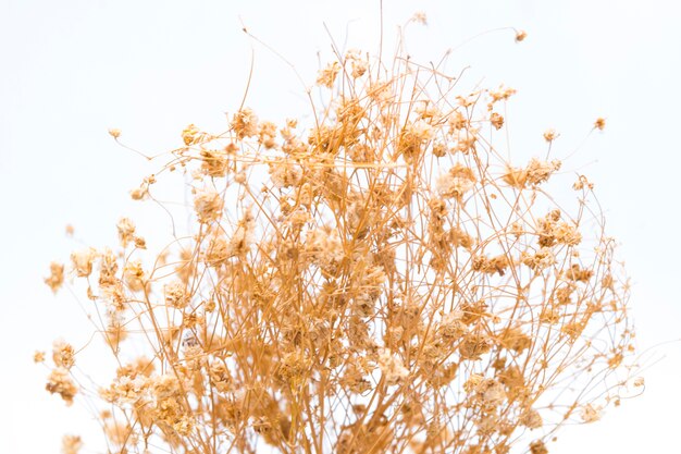 Summer colorful dry flowers isolated on white background