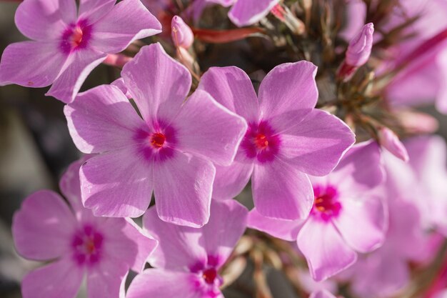 Summer colorful pink flowers in the garden