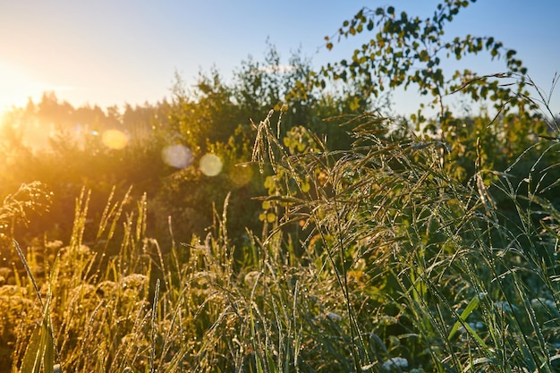 잔디에 안개와 이슬이 있는 초원 위에 여름 화려한 일출 아침 햇살에 초원 무성한 잔디 시골 풍경