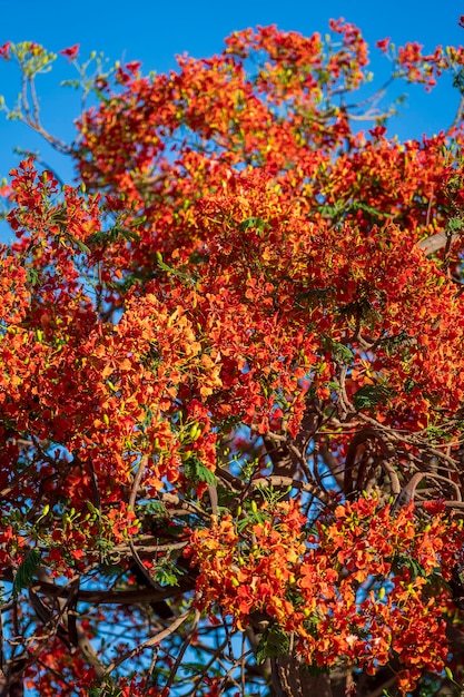 Летнее красочное дерево с красными тропическими цветами на фоне голубого неба в Шарм-эль-Шейхе, Египте, Африке, крупным планом. Красные цветы павлина или огненное дерево, королевская поинчиана на фоне неба