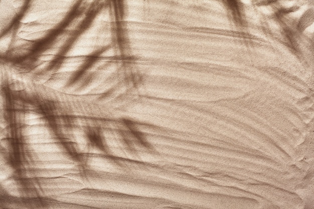 Summer concept with a shadow of a tropical palm tree leaves copyspace on a white beach sand