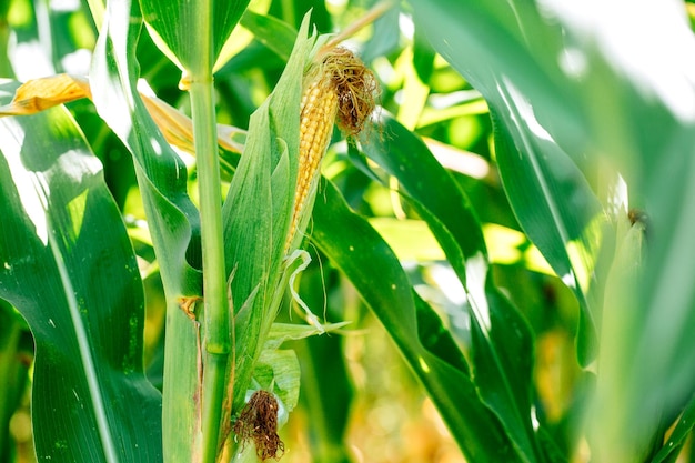 Summer corn field agriculture concept