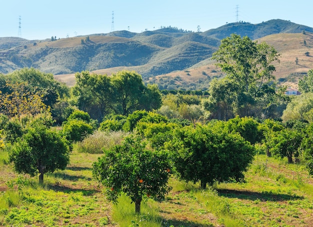 사진 경사면에 오렌지 나무가 있는 여름 시골 풍경. 포투갈(리스보아와 알가르베 사이).