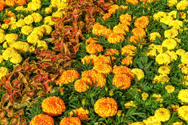 田舎の夏 田舎の家の庭の植物と花