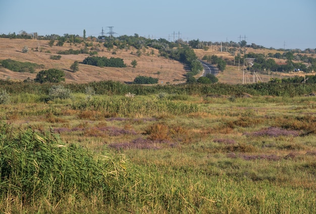 Summer countryside meadow marshes with flowering purple heather flowers