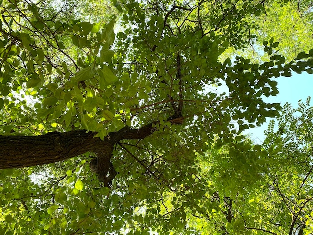 Summer crown tree view from below. green leafy trees