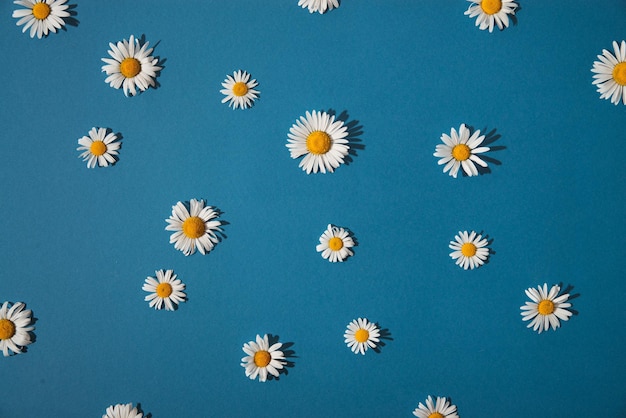 Summer daisies on a blue background