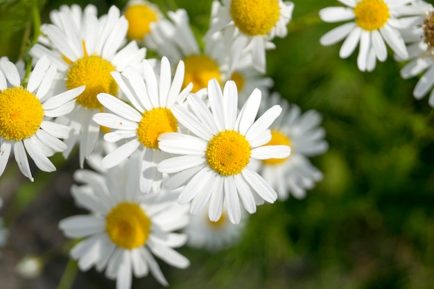 Summer daisies on the lawn