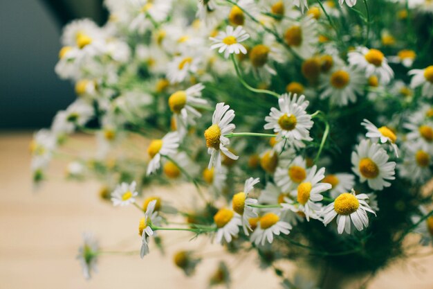 summer daisy flowers on a light background