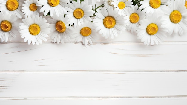 Summer Daisy Flowers on White Wooden Background