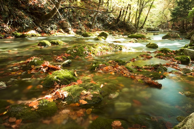 Summer day forest stream water with motion blur waves