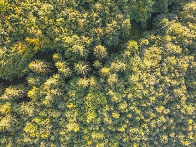 Summer Day and Spruce Forest Flat Lay Aerial View