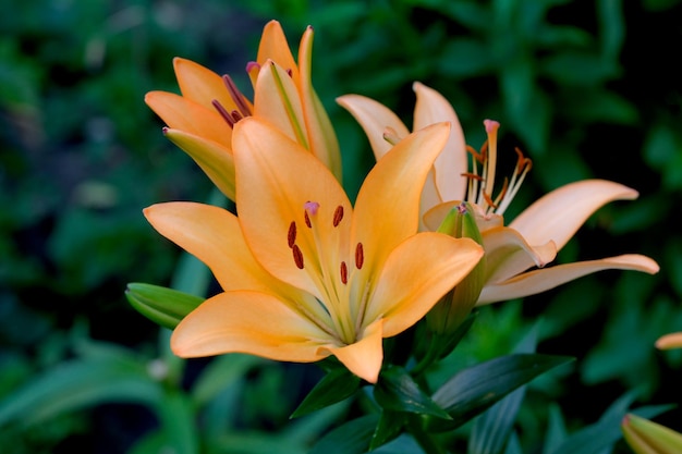 夏の装飾的な花が咲きます