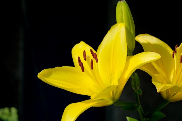 夏の装飾的な花が咲きます