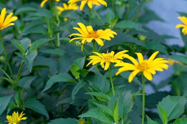 Summer decorative flowers bloom