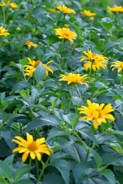 Summer decorative flowers bloom