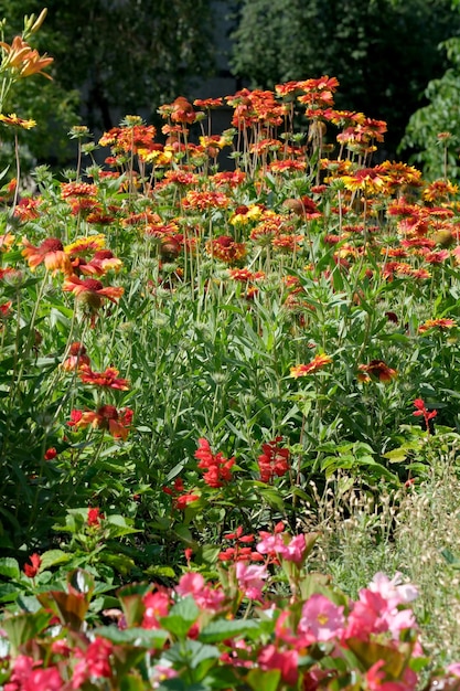 Summer decorative flowers bloom