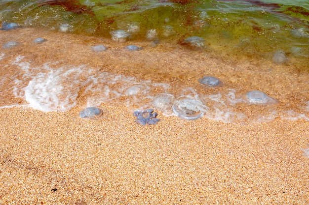 Sera d'estate su una spiaggia del mar d'azov in estate