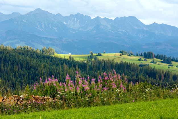 분홍색 꽃이 앞쪽에 있고 뒤에 Tatra 범위가있는 여름 저녁 산촌 외곽 (Gliczarow Gorny, 폴란드)