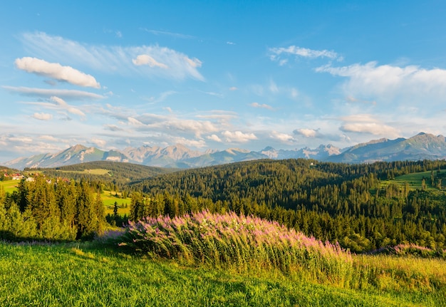 분홍색 꽃이 앞쪽에 있고 뒤에 Tatra 범위가있는 여름 저녁 산촌 외곽 (Gliczarow Gorny, 폴란드)