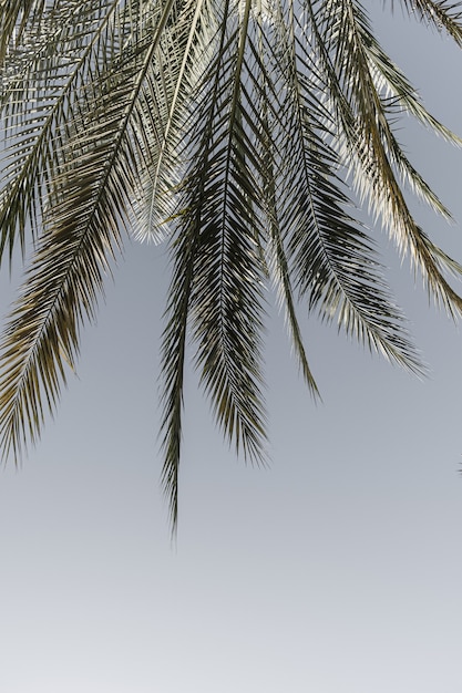 Summer exotic tropical palm tree against blue sky