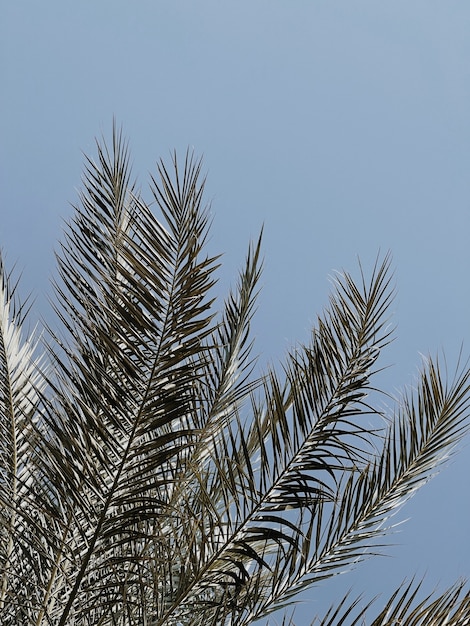 Summer exotic tropical palm tree leaves against blue sky