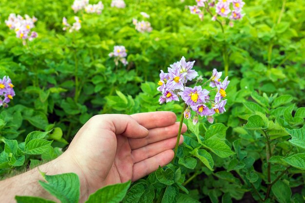 In the summer farmer checks young potatoes for diseases or pests during the flowering period