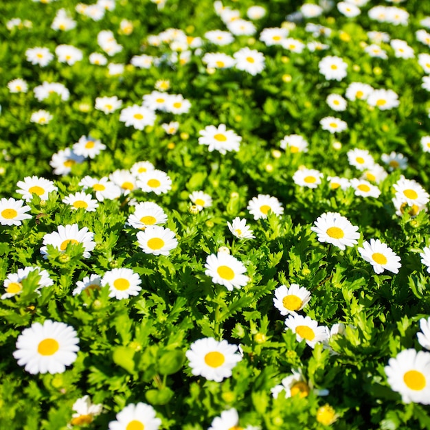 Summer field of beautiful blooming daisy flowers