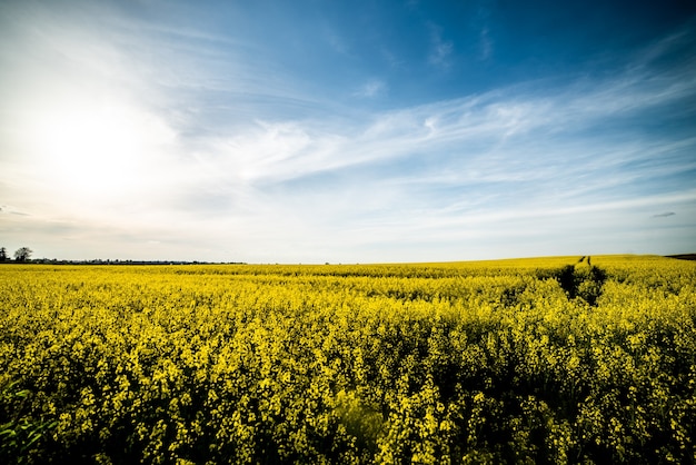 Summer field of blossoming raps