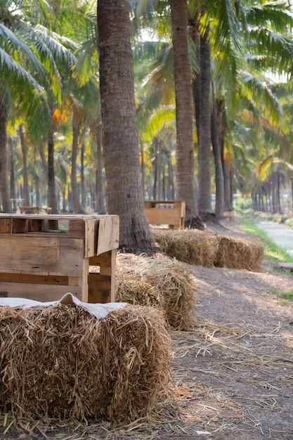 Campo estivo di palme da cocco