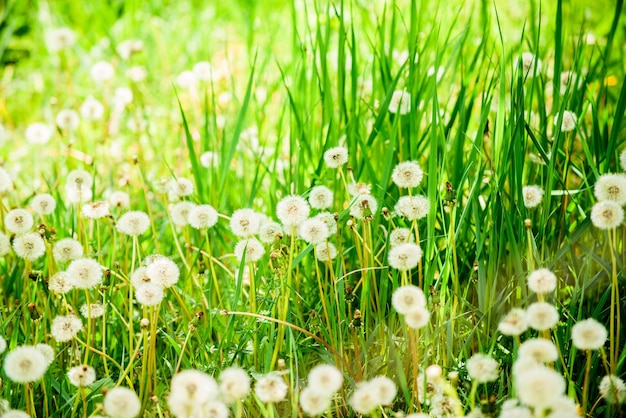 夏のフィールドタンポポフィールド白いタンポポの春の背景種子ふわふわタンポポの花タンポポの夏の風景フィールドの背景に白いタンポポの牧草地