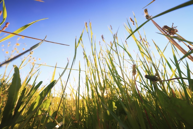 summer field grass flowers sun background