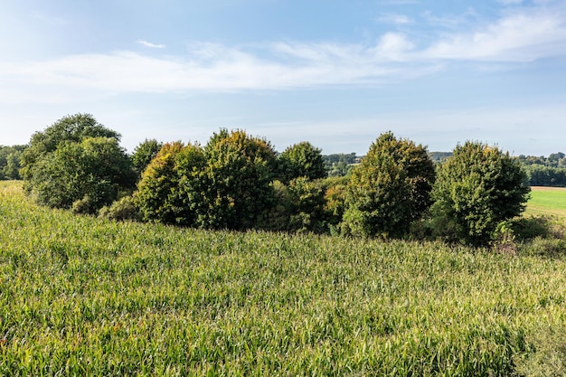 Summer field landscape